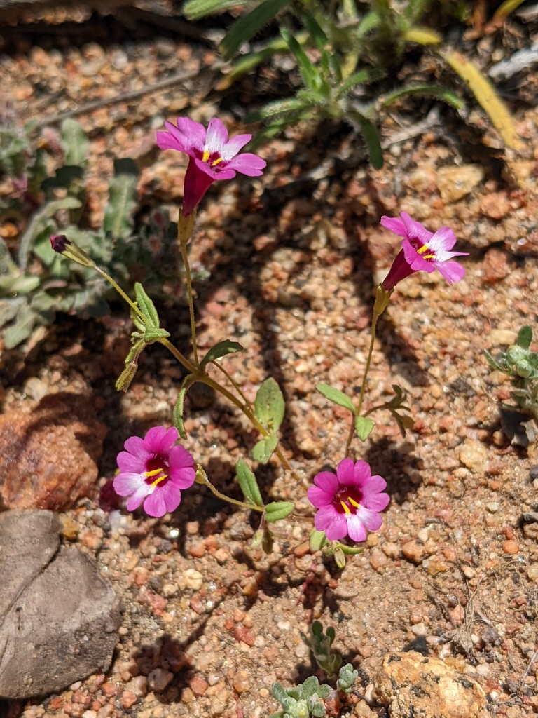 Erythranthe diffusa (Palomar monkeyflower), native California herb
