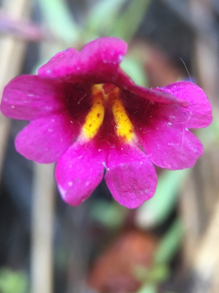 Erythranthe discolor (Two-colored monkeyflower), native California annual