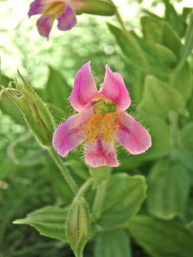 Erythranthe erubescens (California blushing monkeyflower), native California perennial