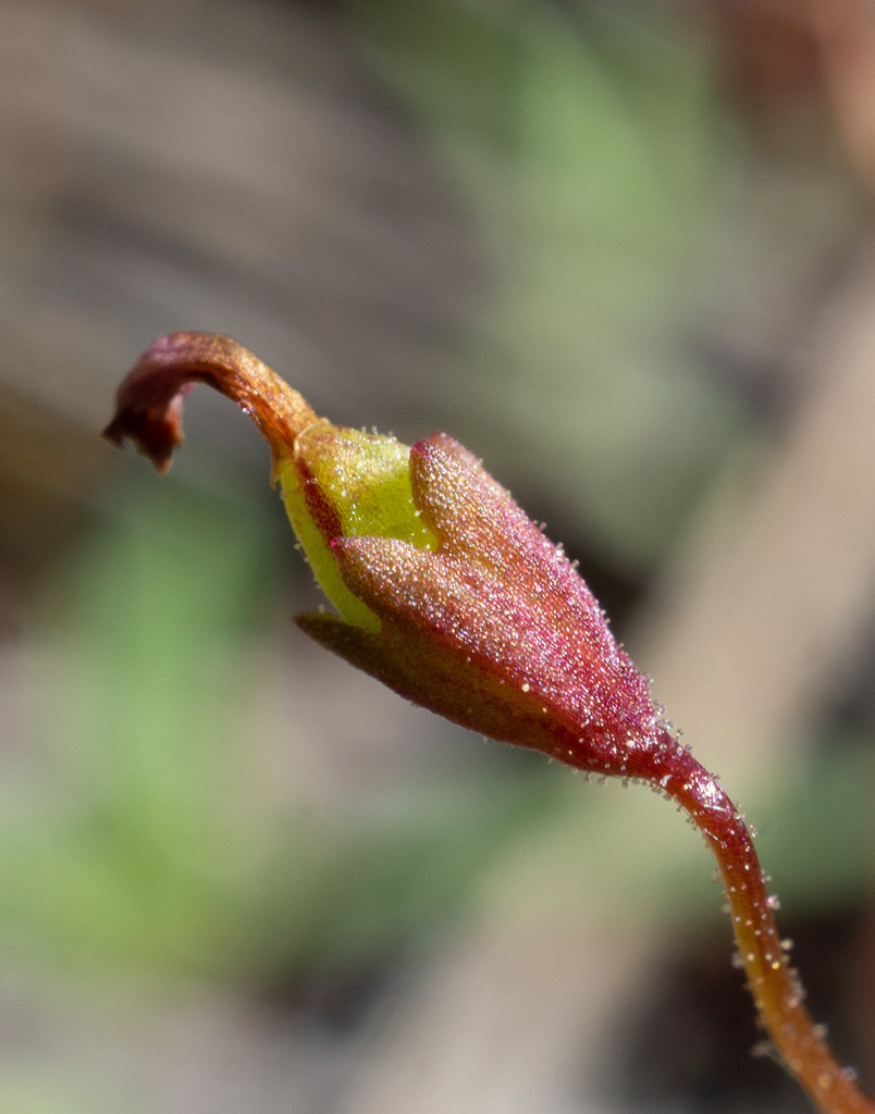 Erythranthe exigua (San bernardino mountains monkeyflower), native California herb