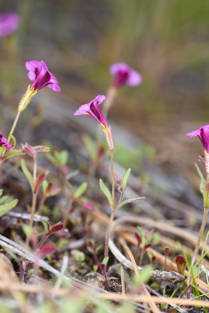 Erythranthe filicaulis (Slender-stemmed monkeyflower), native California annual