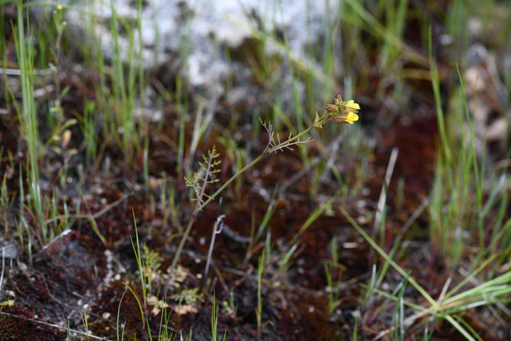 Erythranthe filicifolia (Fernleaf monkeyflower), native California herb