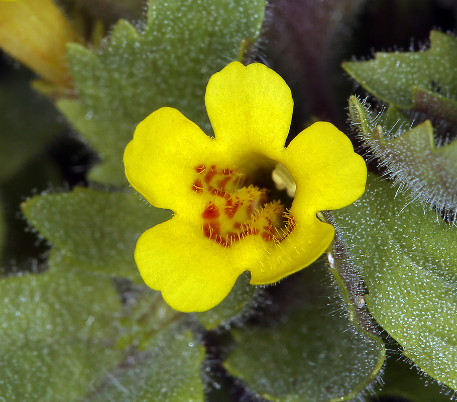 Erythranthe geniculata (Bent-stem monkeyflower), native California annual