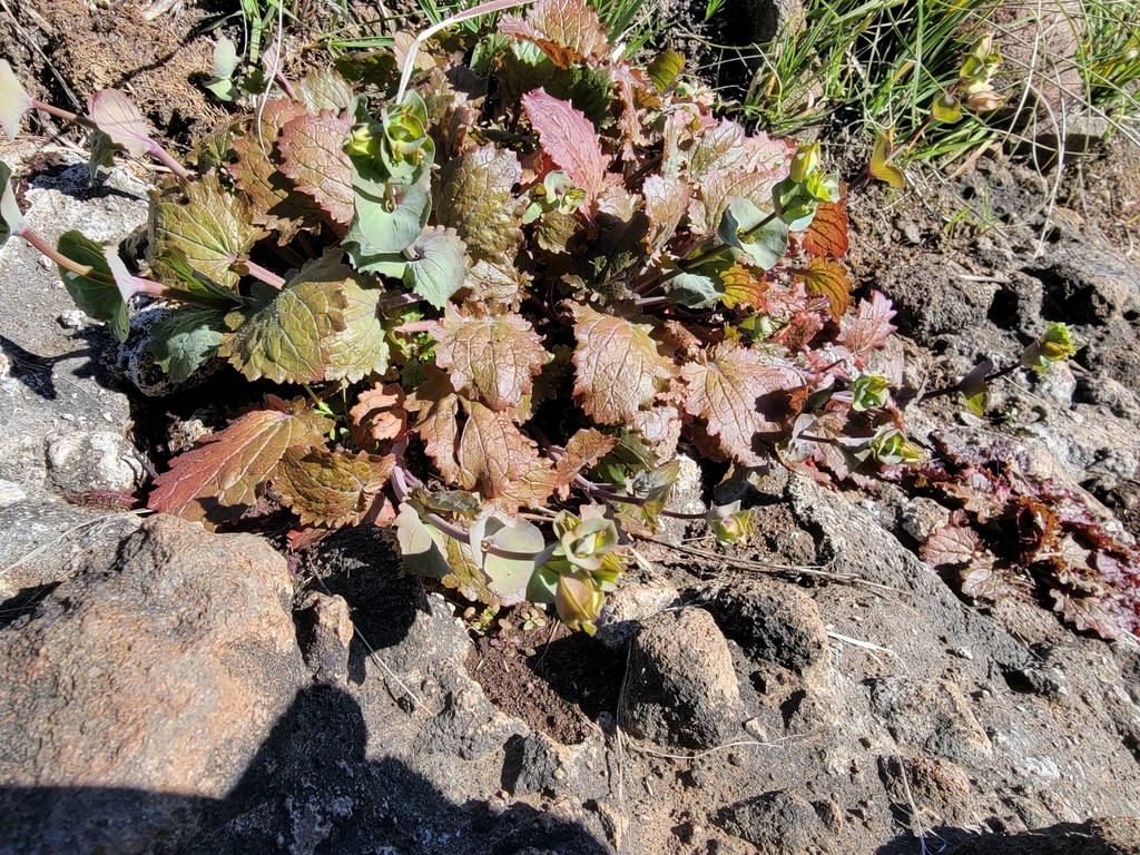 Erythranthe glaucescens (Shield-bracted monkeyflower), native California herb