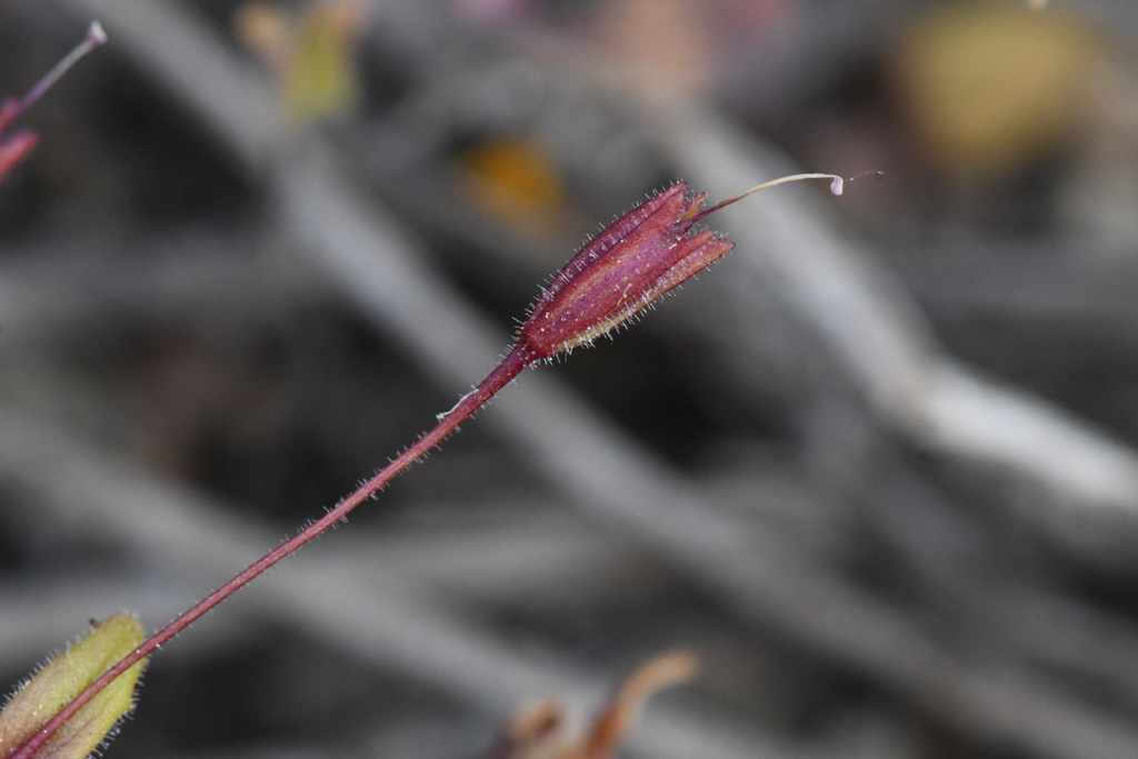 Erythranthe gracilipes (Slender-stalked monkeyflower), native California herb
