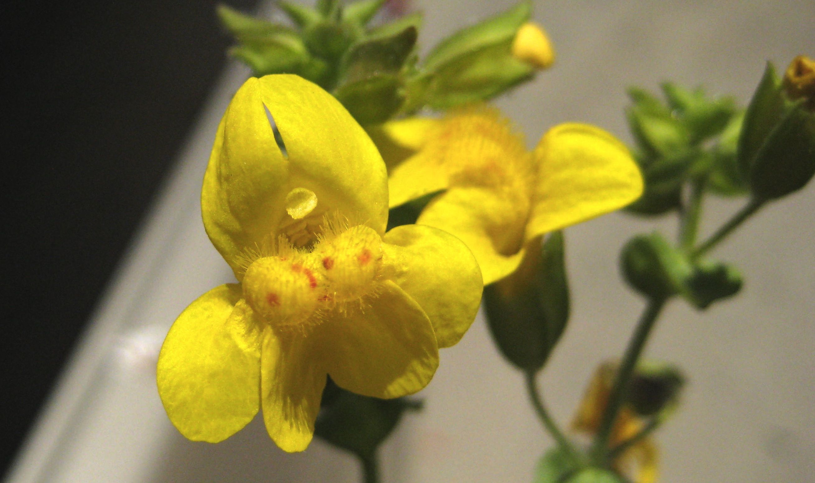 Erythranthe guttata (Common monkeyflower), native California herb