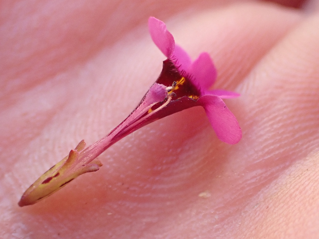 Erythranthe hardhamiae (Hardham's monkeyflower), native California annual