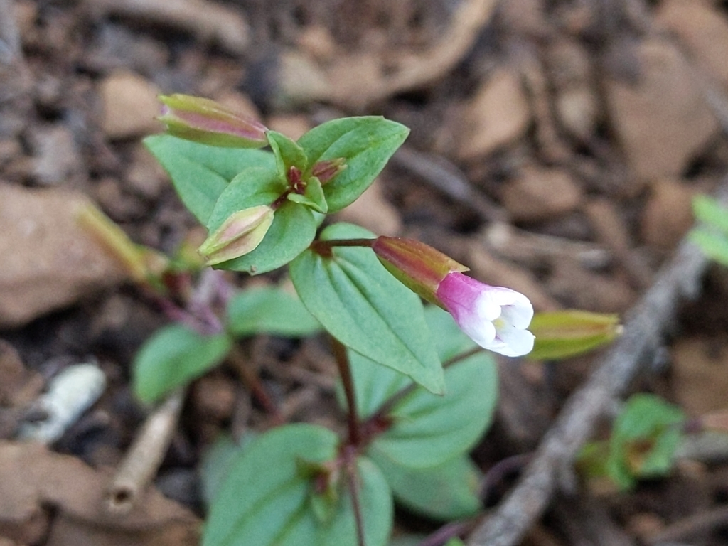 Erythranthe inconspicua (Small-flowered monkeyflower), native California annual