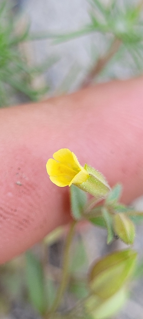 Erythranthe inflatula (Ephemeral monkeyflower), native California annual