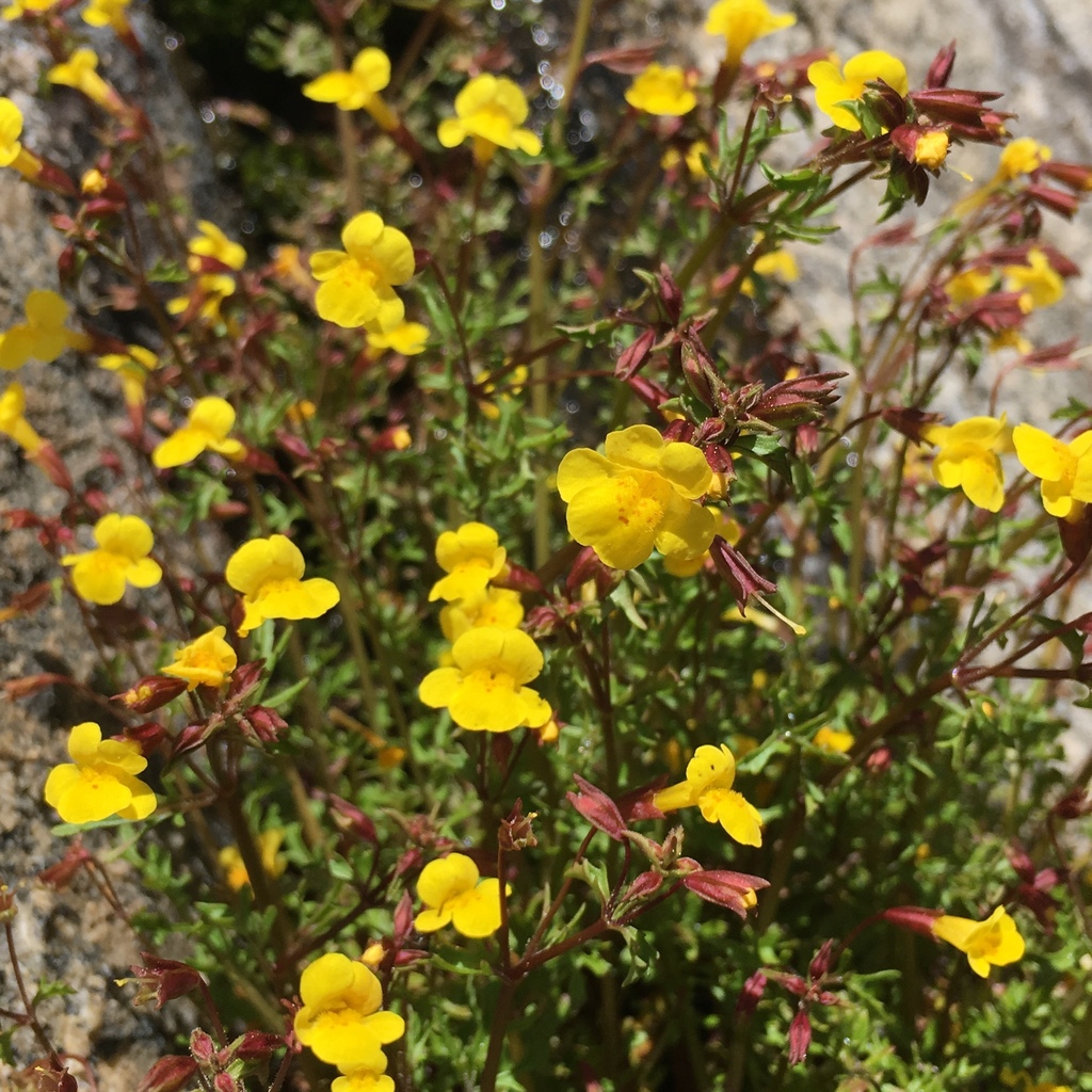 Erythranthe laciniata (Cut-leaved monkeyflower), native California herb