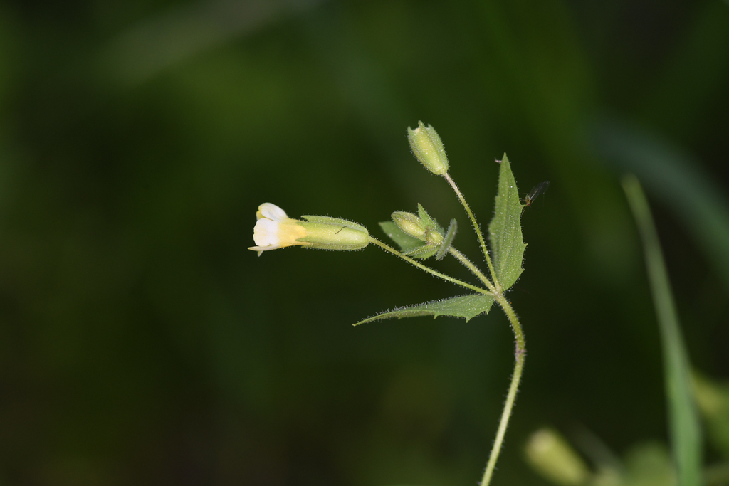 Erythranthe latidens (Broad-tooth monkeyflower), native California herb