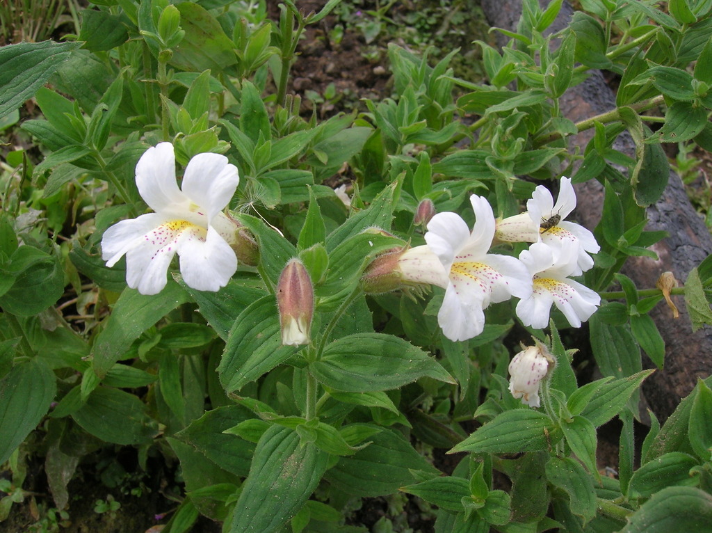 Erythranthe lewisii (Great purple monkeyflower), native California herb