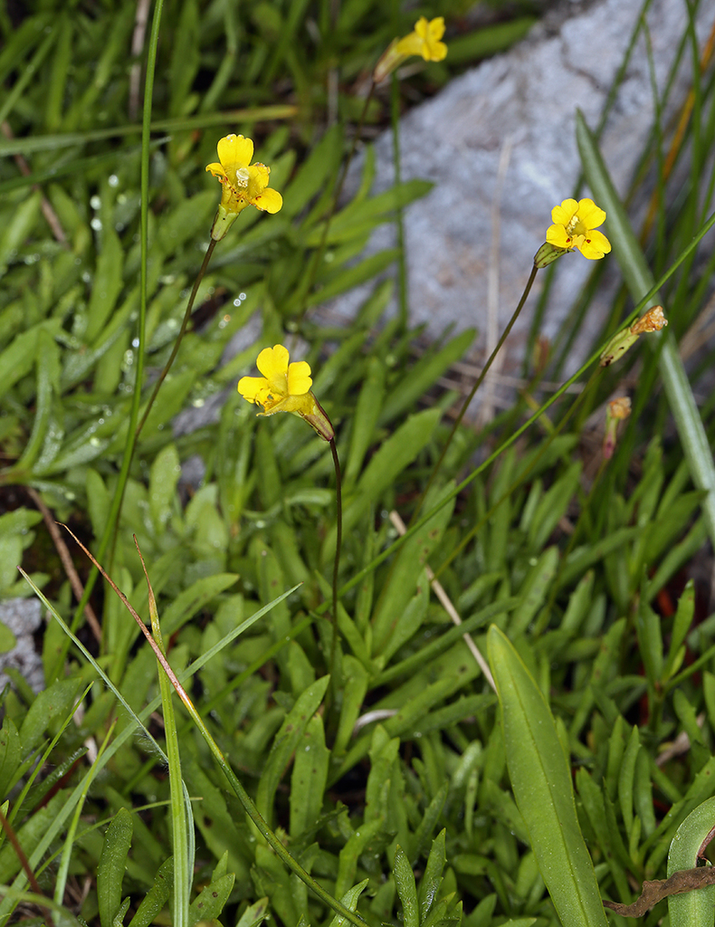 Erythranthe linearifolia (Threadleaf primrose monkeyflower), native California perennial