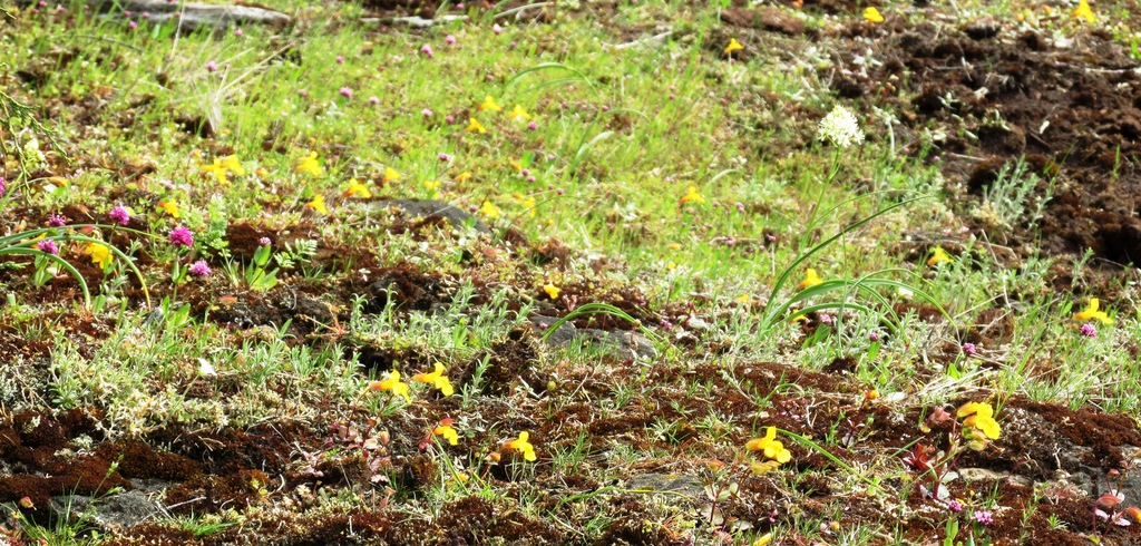 Erythranthe microphylla, native California annual