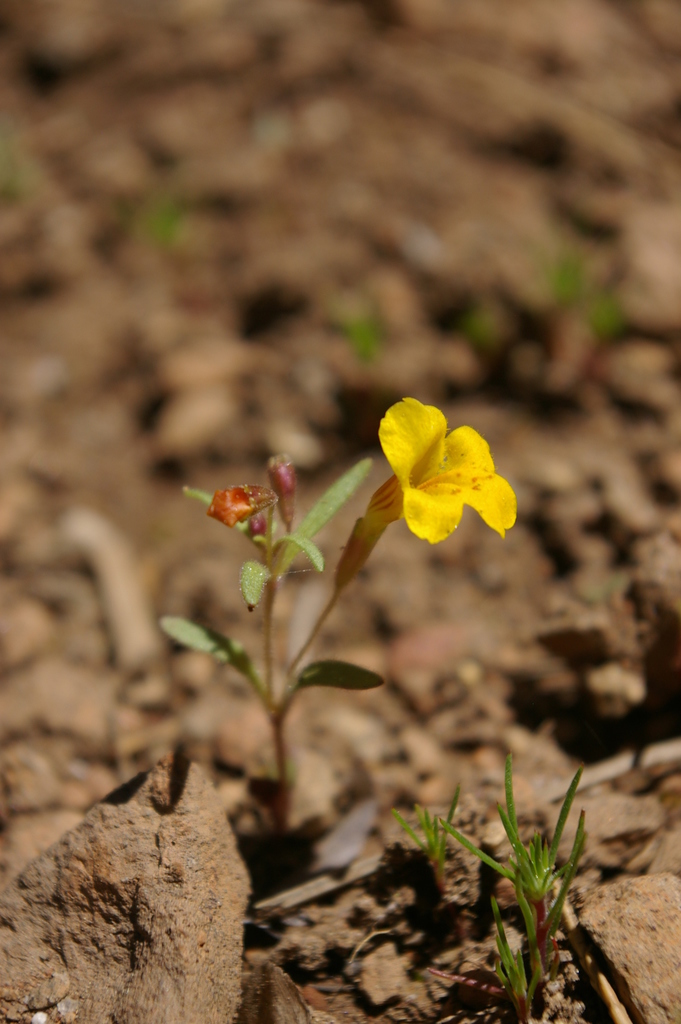 Erythranthe montioides (Montia-like monkeyflower), native California herb