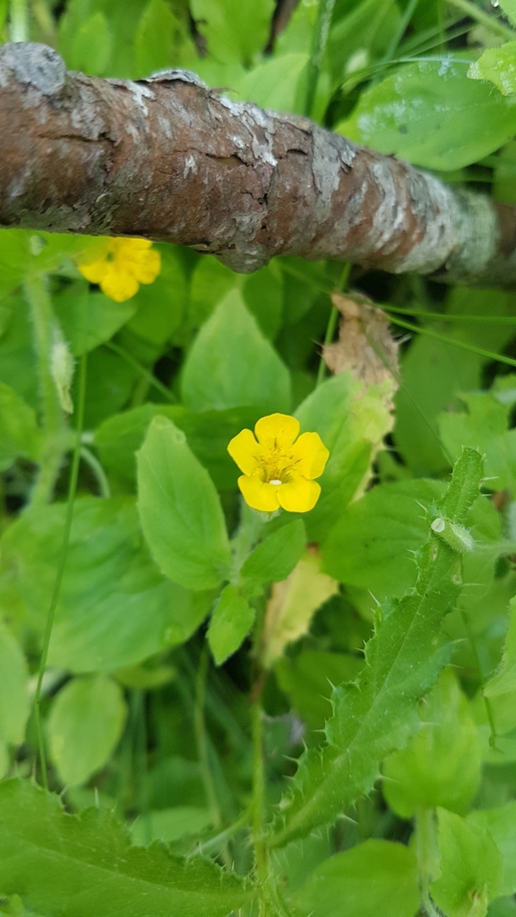 Erythranthe moschata (Musk monkeyflower), native California perennial