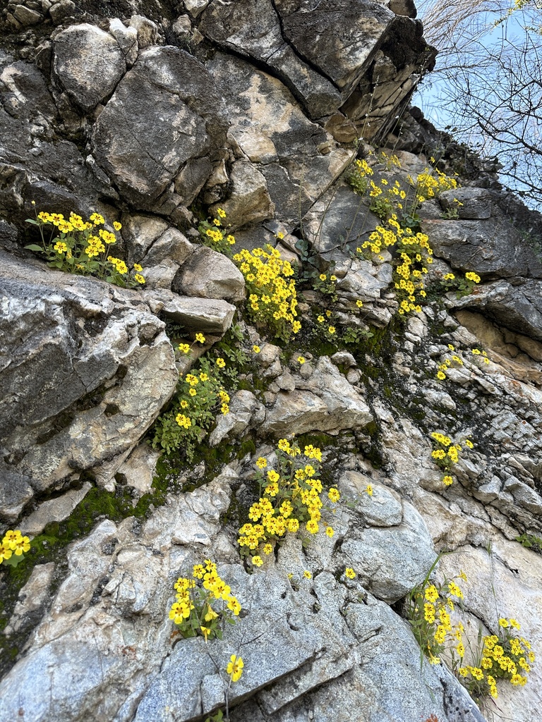 Erythranthe norrisii (Kaweah monkeyflower), native California herb