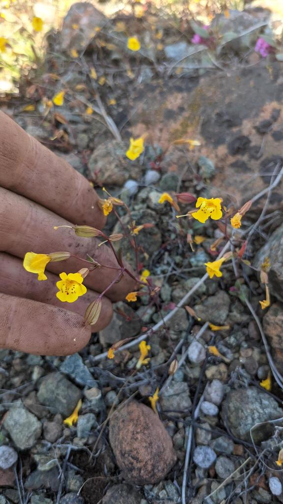 Erythranthe nudata (Bare monkeyflower), native California herb