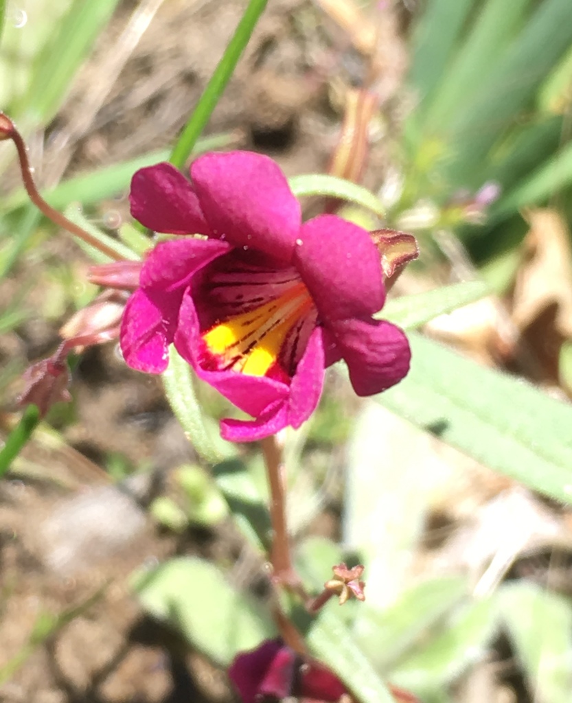 Erythranthe palmeri (Palmer's monkeyflower), native California herb