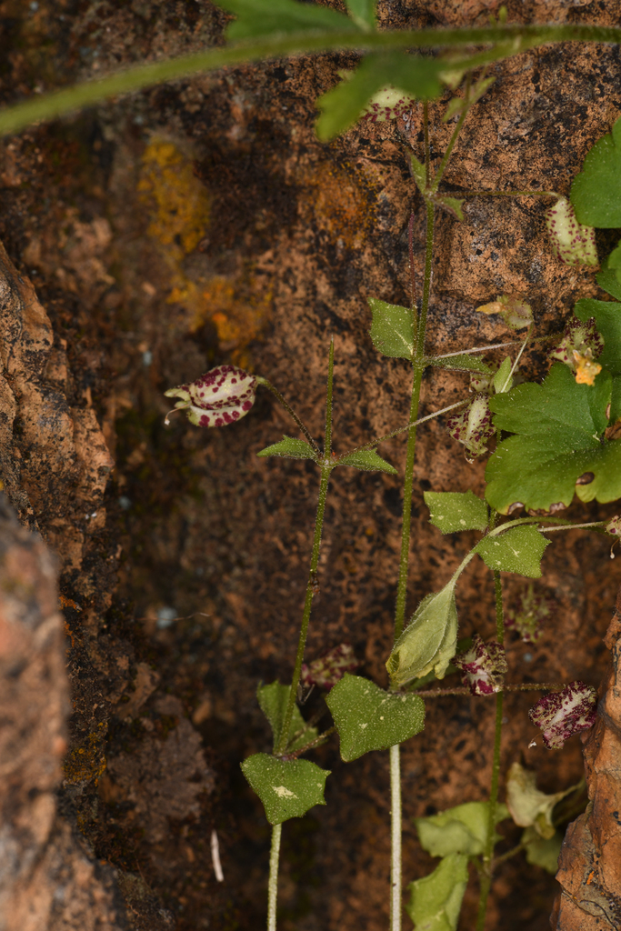 Erythranthe pardalis (Pennell's panther), native California annual