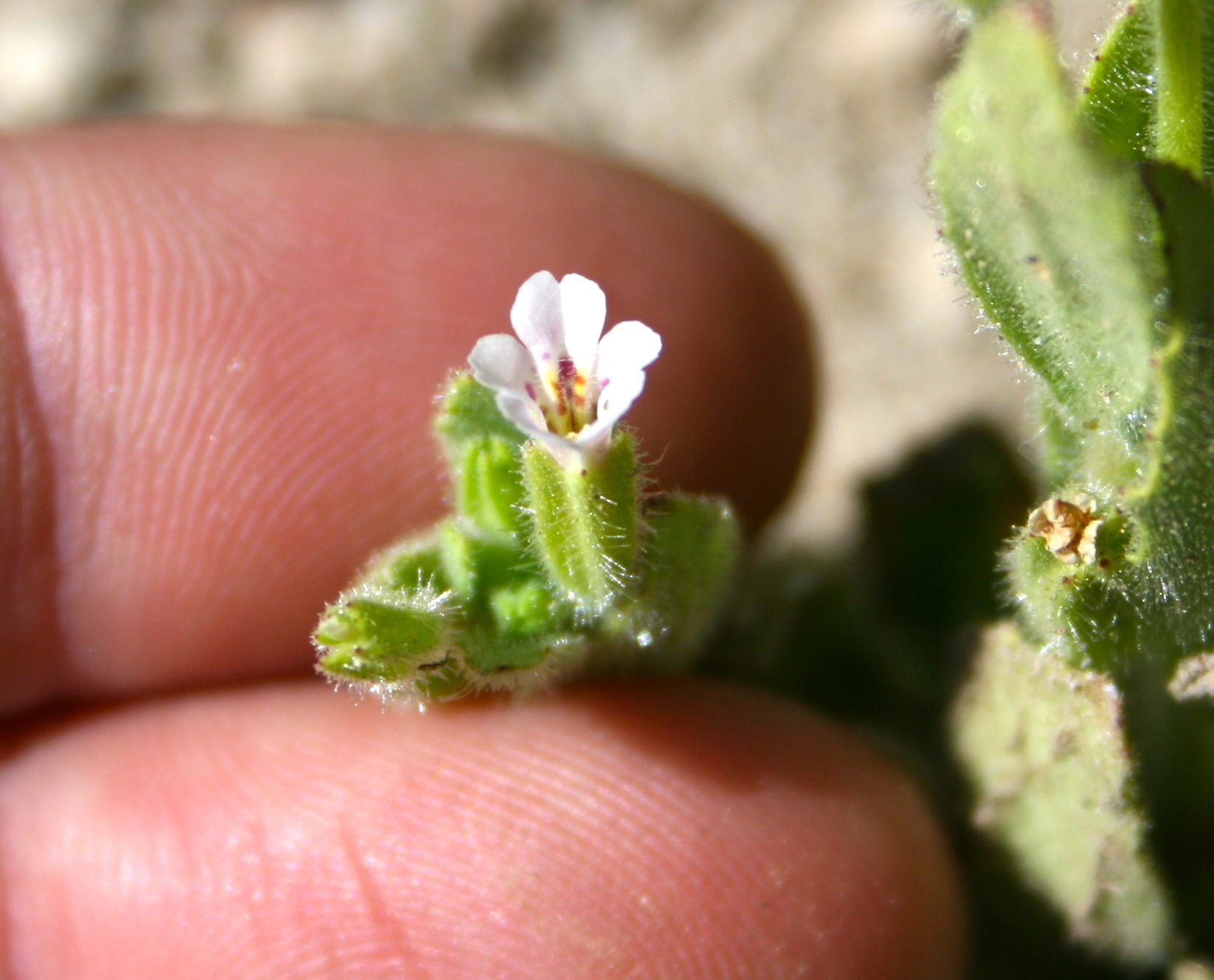 Erythranthe parishii (Parish's monkeyflower), native California herb