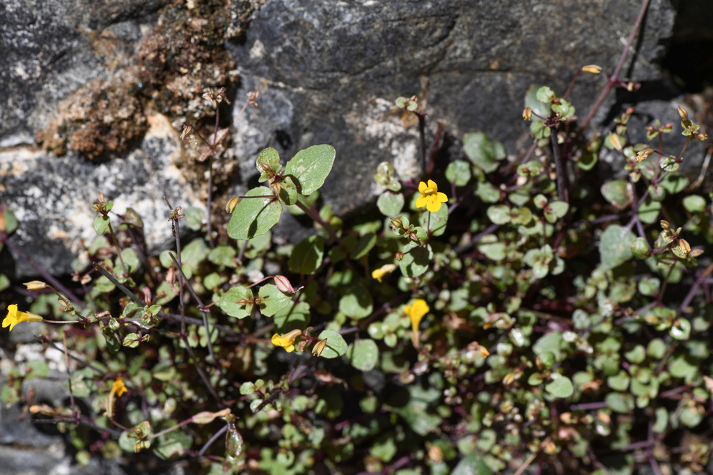 Erythranthe percaulis (Serpentine canyon monkeyflower), native California annual