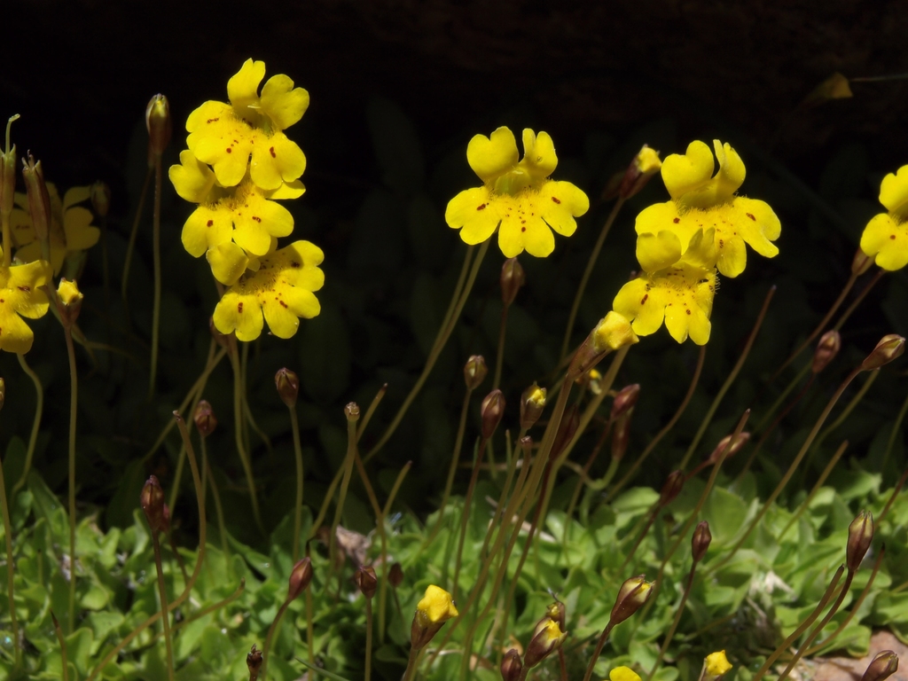 Erythranthe primuloides (Primrose monkeyflower), native California herb