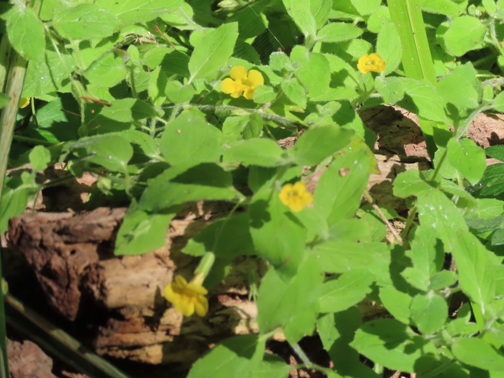 Erythranthe ptilota (Wing-leaf monkeyflower), native California perennial