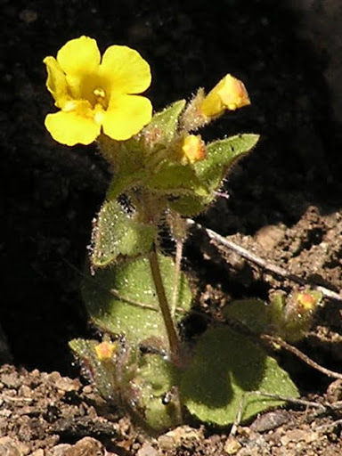 Erythranthe pulsiferae (Candelabrum monkeyflower), native California herb