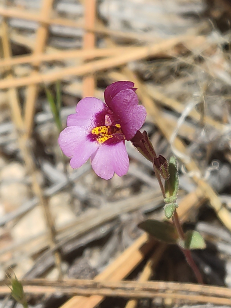 Erythranthe purpurea (Little purple monkeyflower), native California herb
