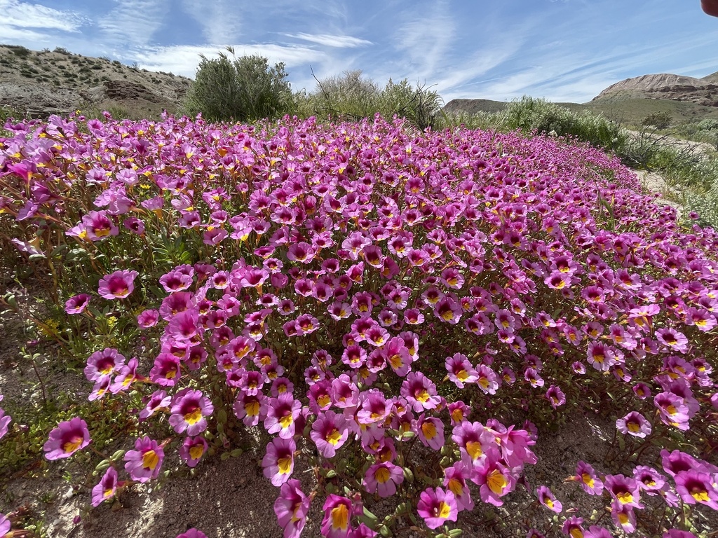 Erythranthe rhodopetra (Red rock canyon monkeyflower), native California annual