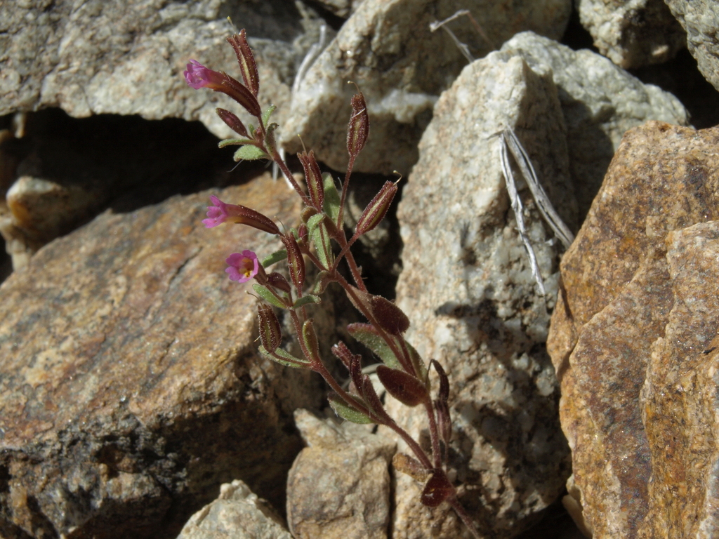 Erythranthe rubella (Redstem monkeyflower), native California herb