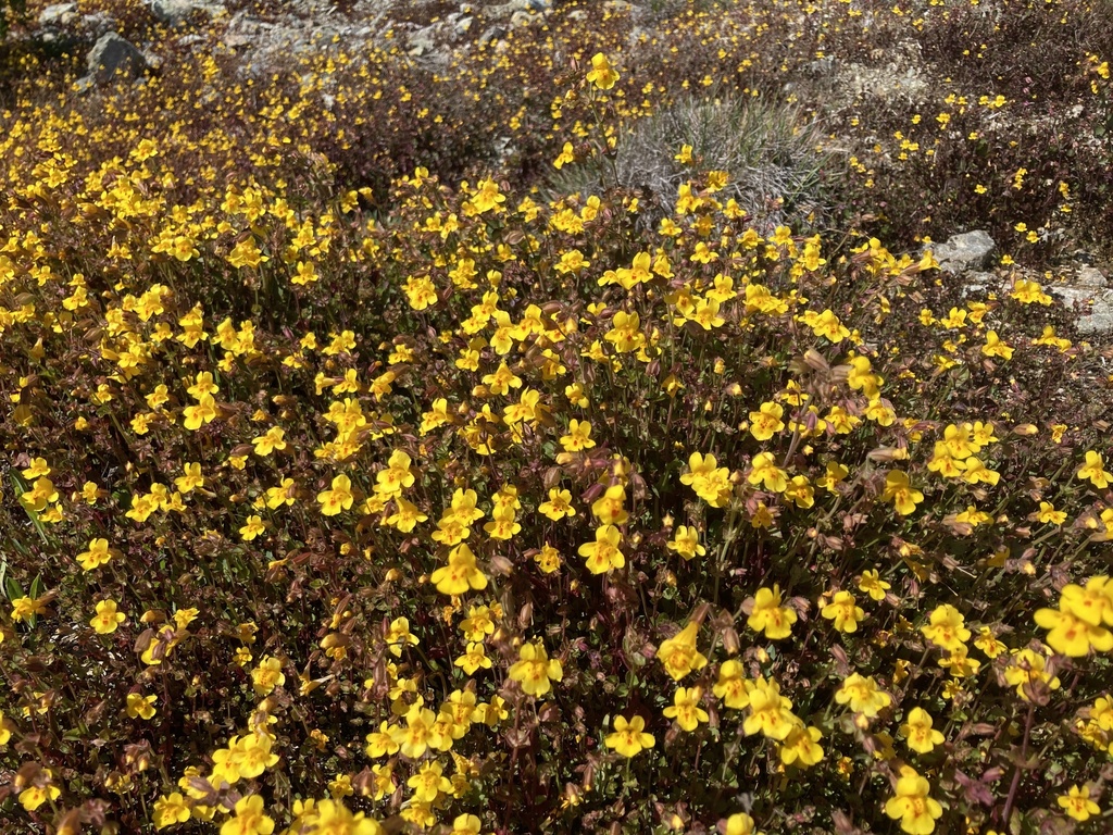 Erythranthe serpentinicola (Irish Hills monkeyflower), California species