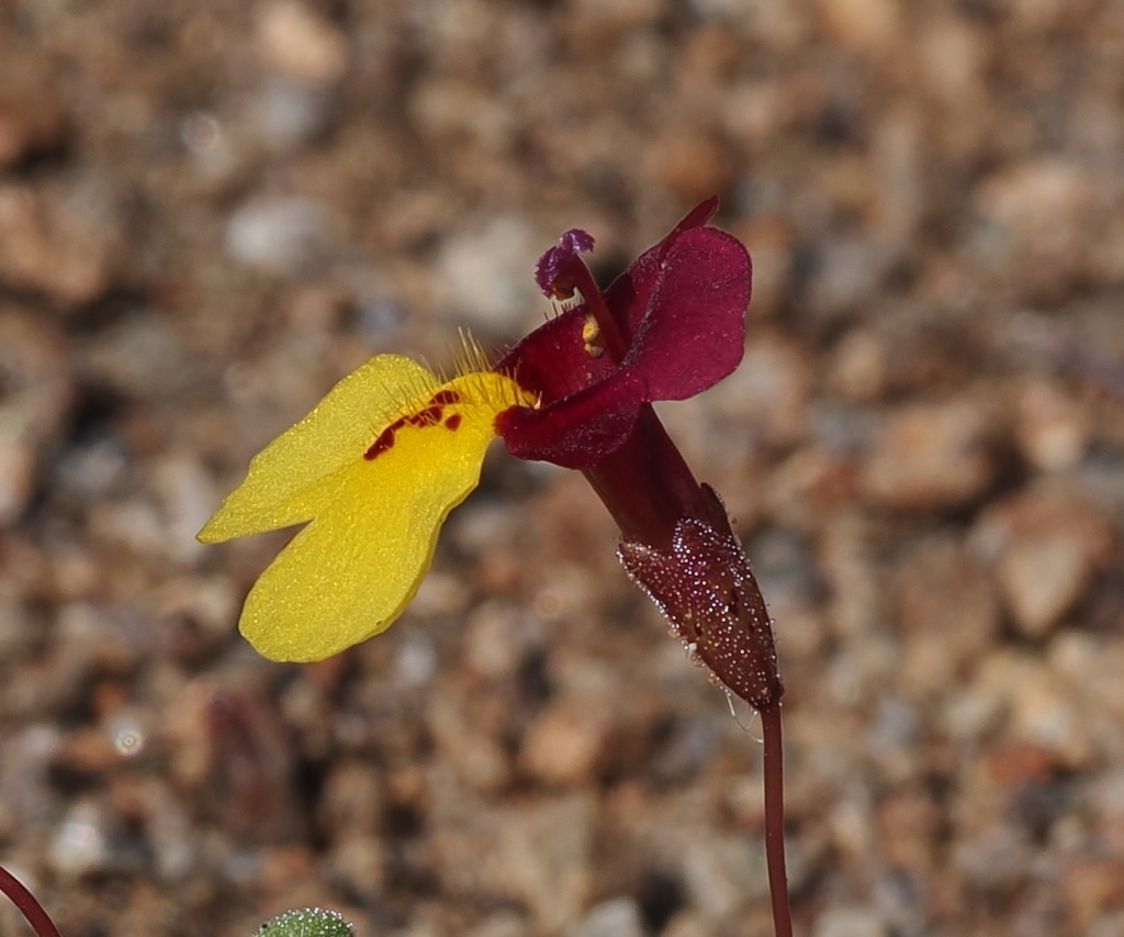 Erythranthe shevockii (Kelso creek monkeyflower), native California herb