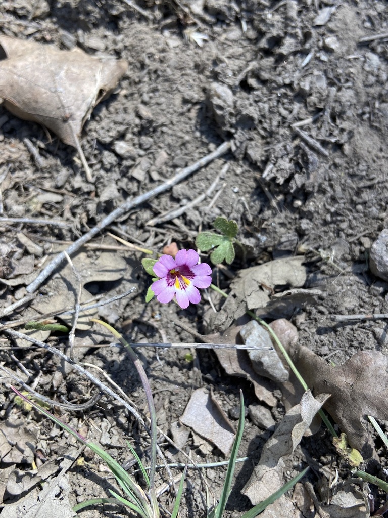 Erythranthe sierrae (Sierra nevada monkeyflower), native California annual