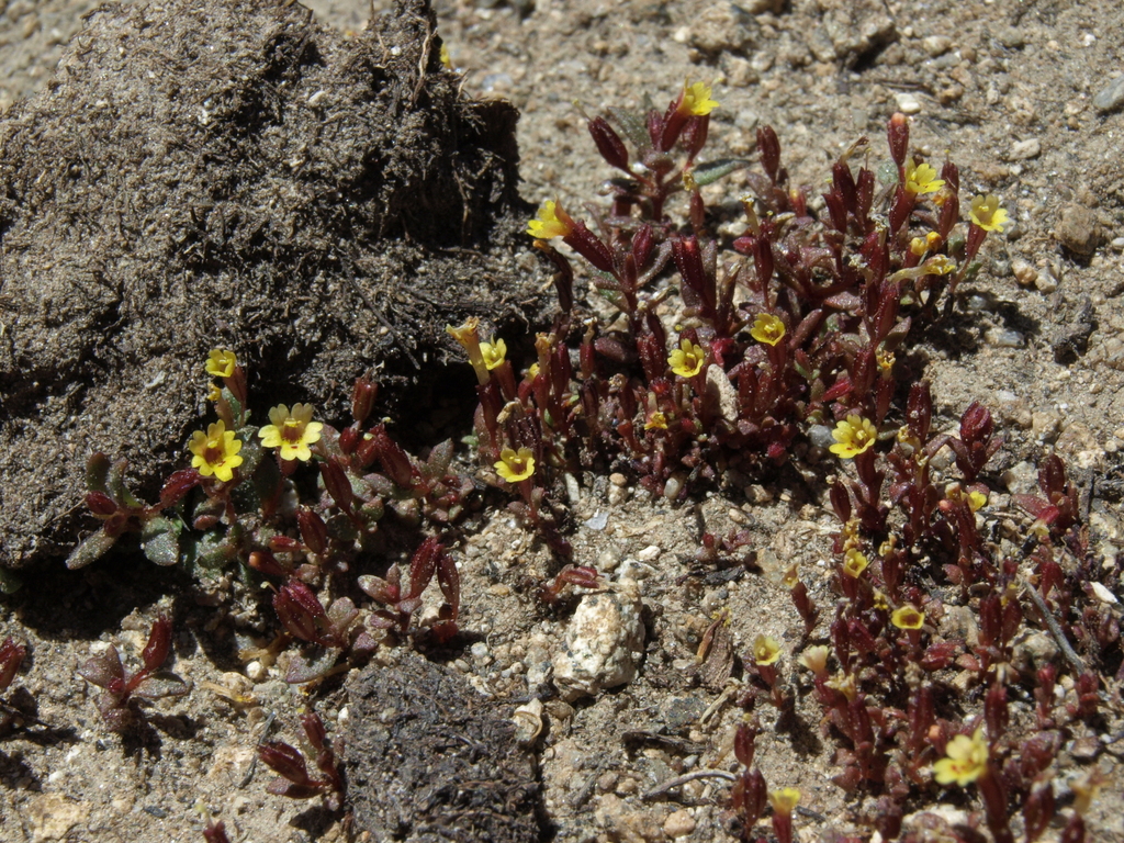 Erythranthe suksdorfii (Sukdorf's monkeyflower), native California herb