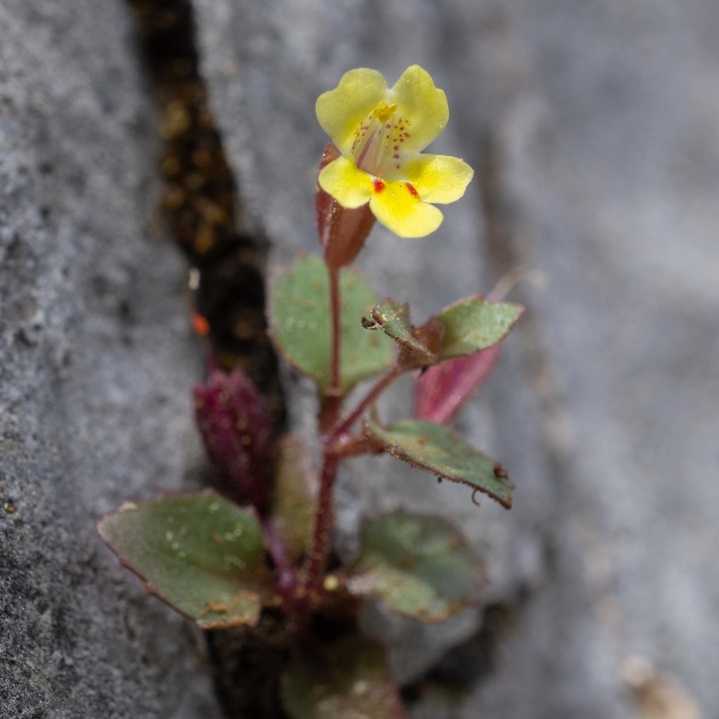 Erythranthe taylorii (Shasta limestone monkeyflower), native California annual