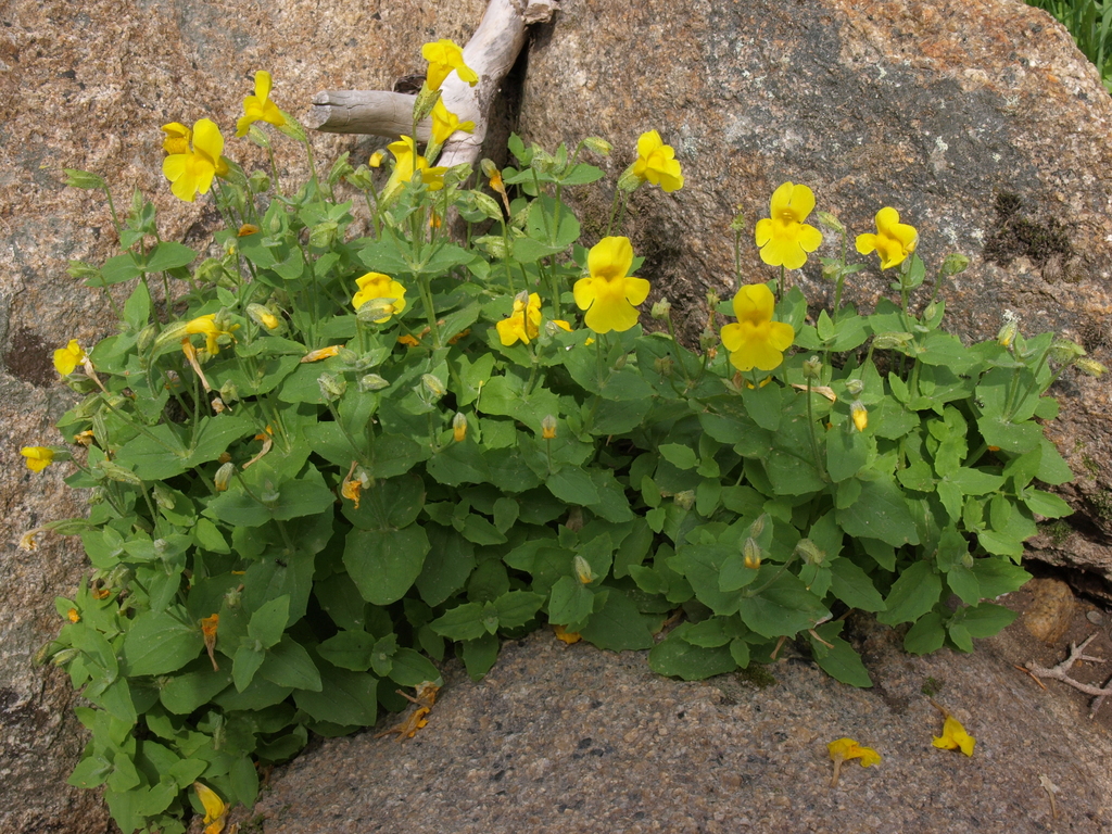 Erythranthe tilingii (Tiling's monkeyflower), native California herb
