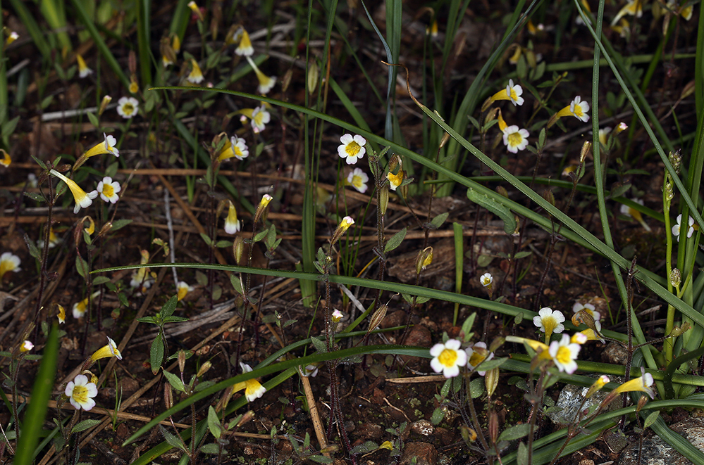 Erythranthe trinitiensis (Pink margined monkeyflower), native California annual
