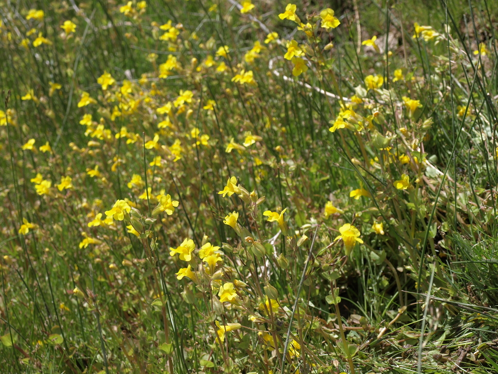 Erythranthe utahensis (Utah monkeyflower), native California perennial
