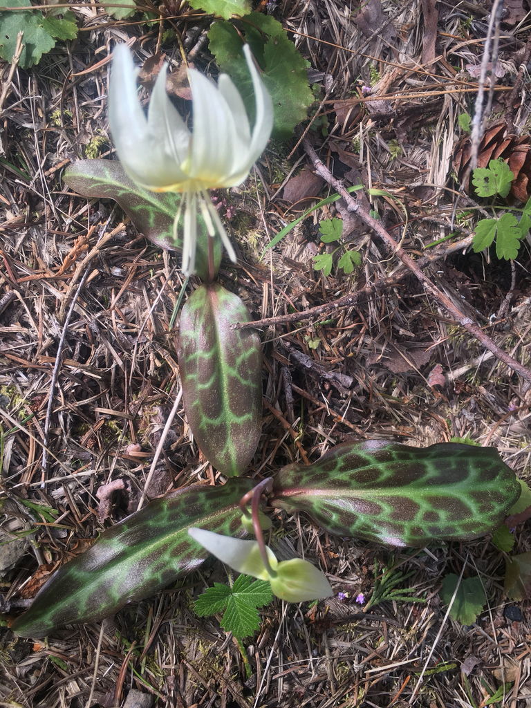 Erythronium californicum (California fawn lily), native California herb