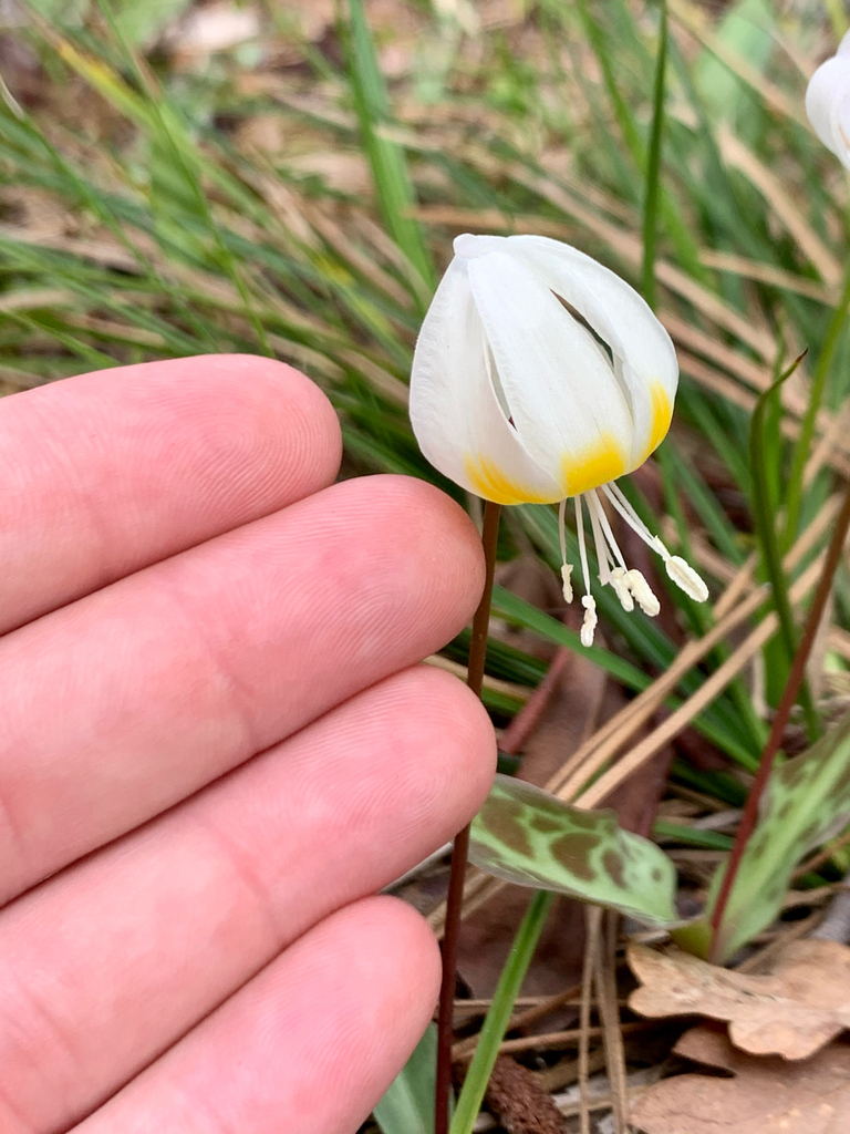 Erythronium citrinum — parent species of Erythronium citrinum var. roderickii