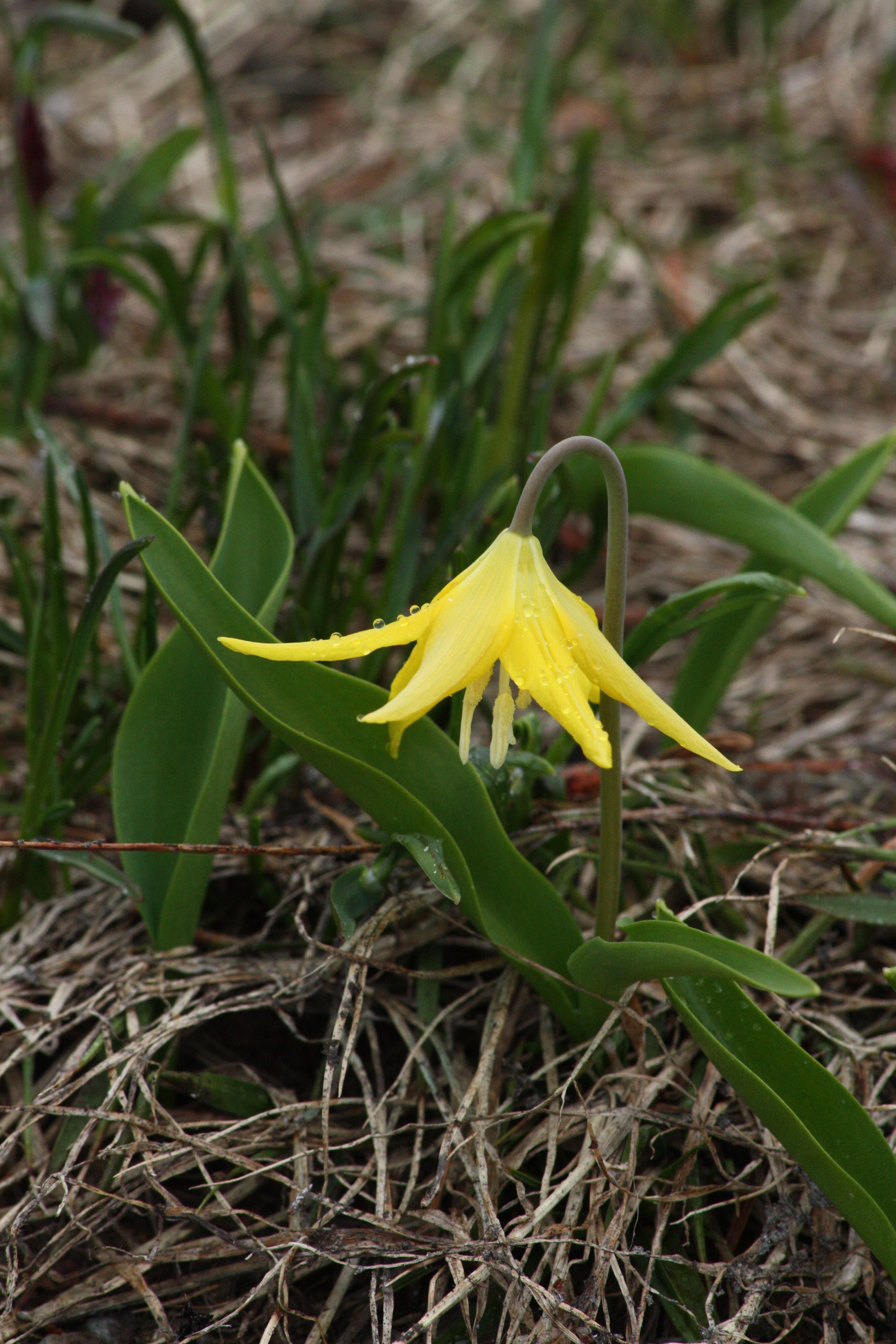 Erythronium grandiflorum subsp. grandiflorum (Glacier lily), native California herb