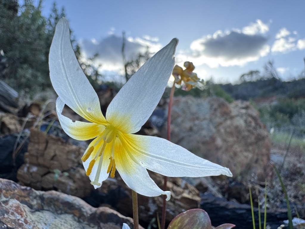 Erythronium helenae (St. helena fawn lily), native California herb