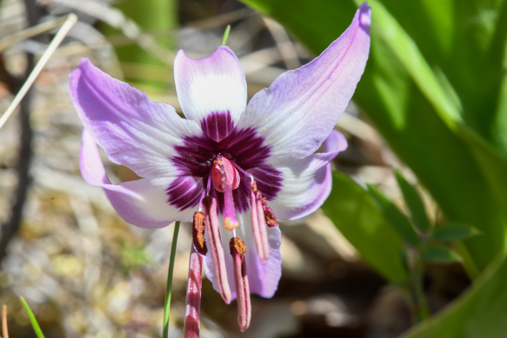 Erythronium hendersonii (Henderson's fawn lily), native California herb