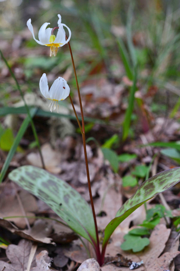 Erythronium howellii (Howell's Fawn Lily), California herb