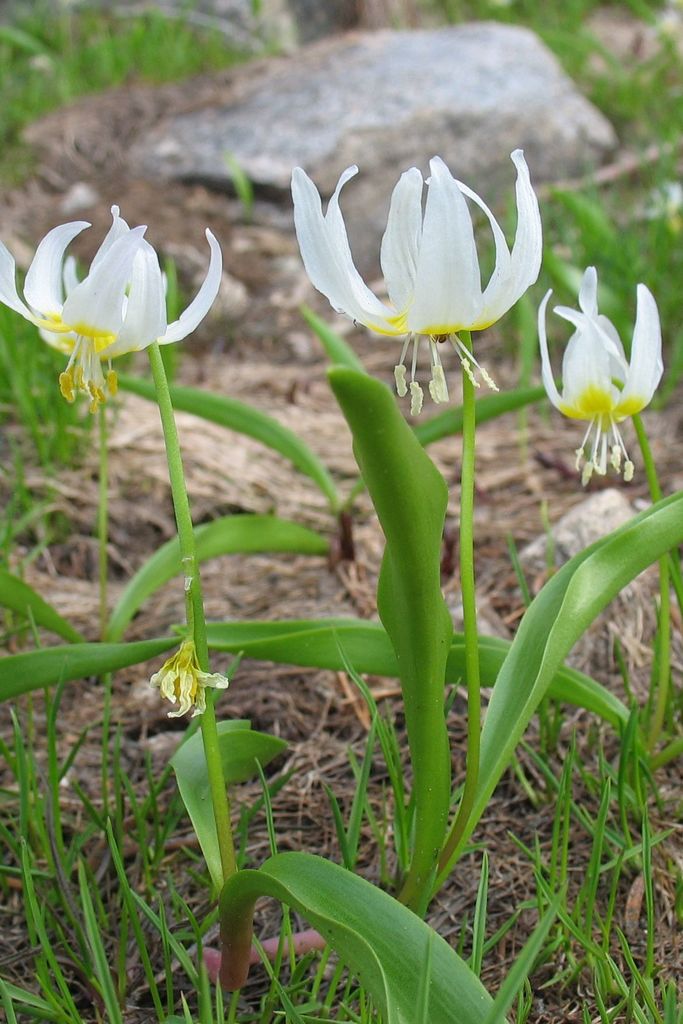 Erythronium klamathense (Klamath fawn lily), native California herb