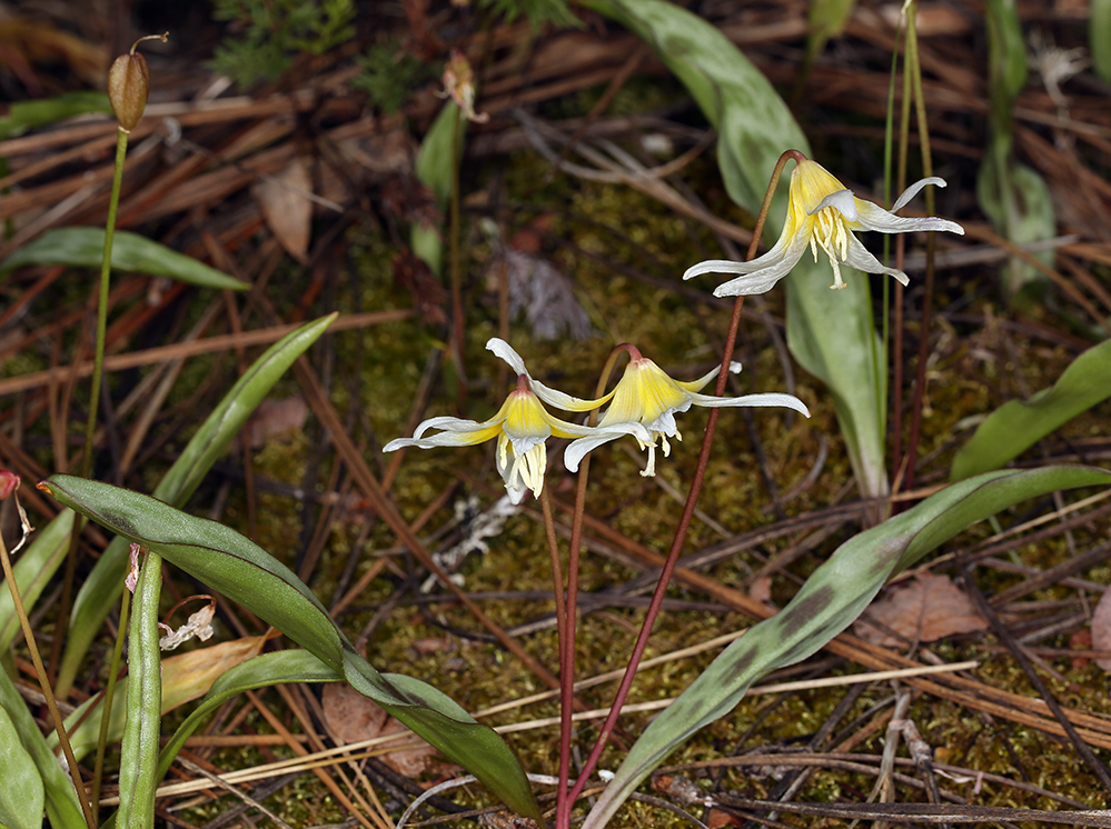 Erythronium multiscapideum (Sierra fawn lily), native California herb
