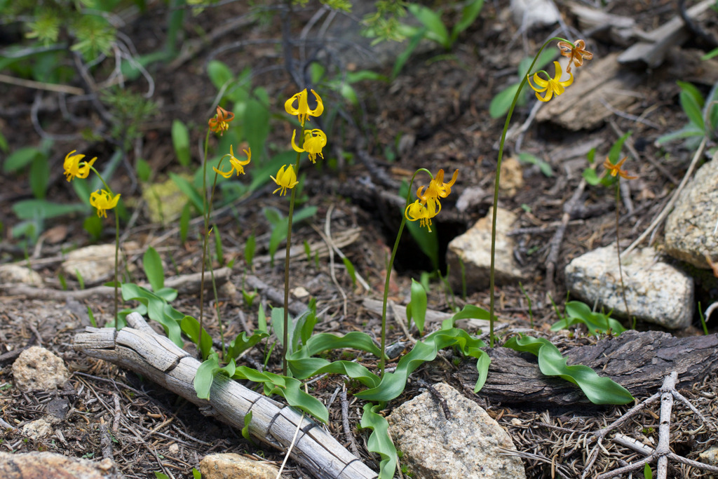 Erythronium pluriflorum (Shuteye peak fawn lily), native California herb