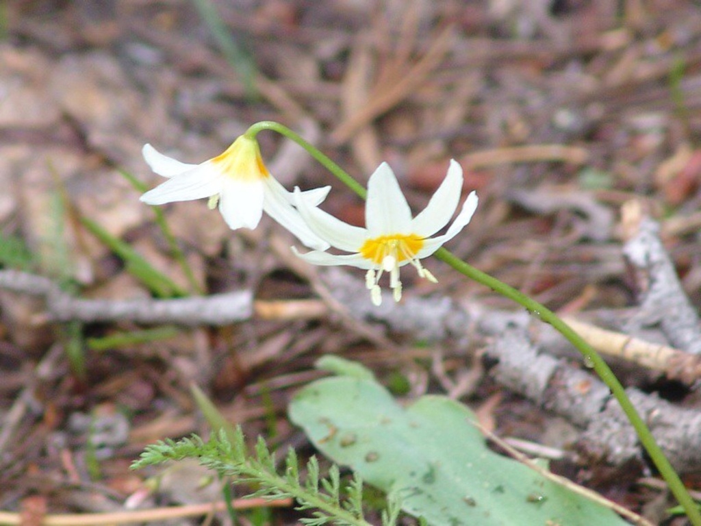 Erythronium purpurascens (Plain leaf fawn lily), native California herb